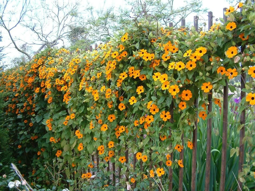 Orange Black Eyed Susan Vine Live Plant - Thunbergia Alata - Climber - Image 1