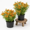 Orange Butterfly Milkweed Live Plants - 2 Pack, 4-7 Inch Tall Asclepias Tuberosa Perennial, Outdoor - Image 1