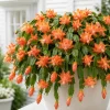 Orange Christmas Cactus Live Plants – Set of 2 – 4-8 Inch Tall – Tropical Indoor - Image 1