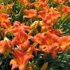 Orange Daylily Live Plant - Trumpet Blooms, Hardy Perennial, USDA Zones 3-9 - Image 1