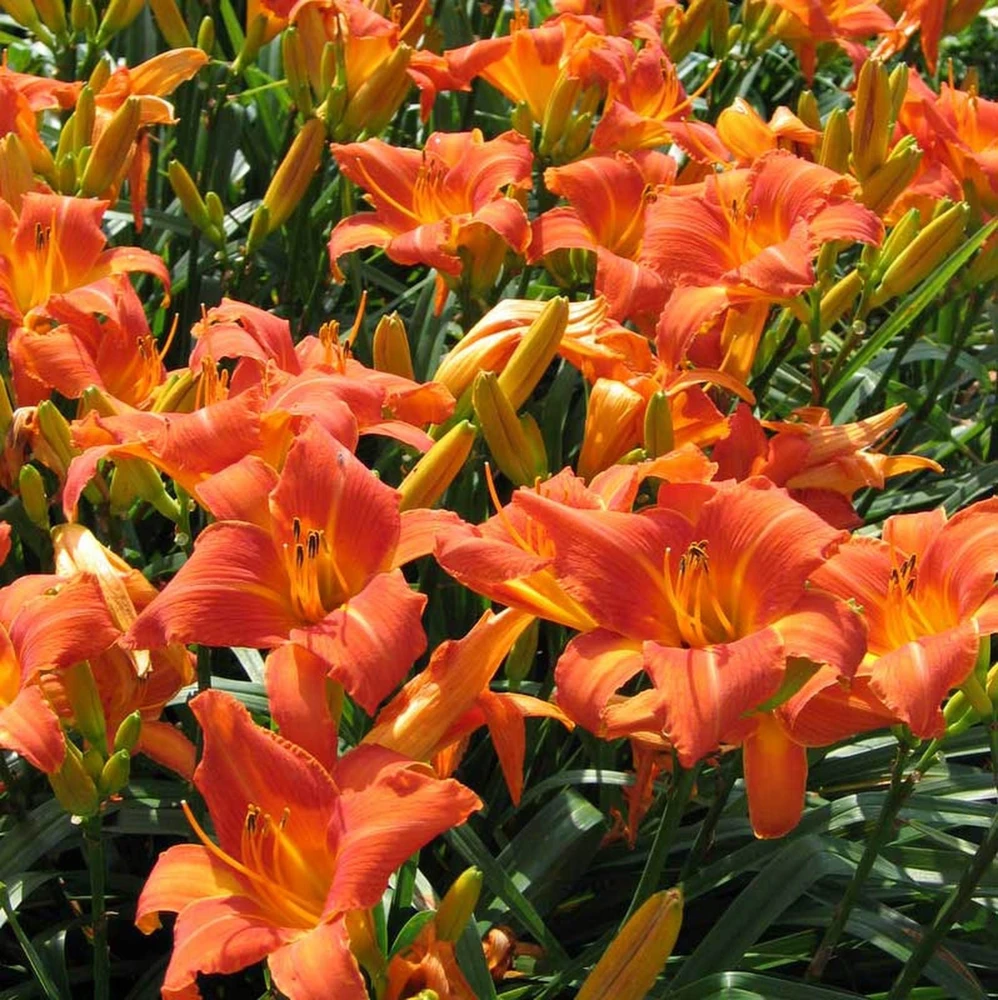 Orange Daylily Live Plant - Trumpet Blooms, Hardy Perennial, USDA Zones 3-9 - Image 1