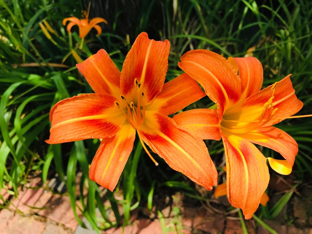 Orange Daylily Live Plant - Trumpet Blooms, Hardy Perennial, USDA Zones 3-9 - Image 2