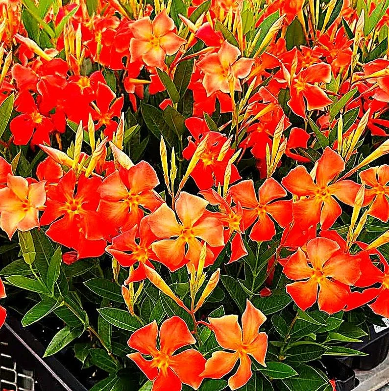 Orange Dipladenia Live Plant - 4 inch Nursery Pot - Outdoor Tropical Flower - Image 2