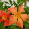 Orange Dipladenia Live Plant - 4 inch Nursery Pot - Outdoor Tropical Flower - Image 1