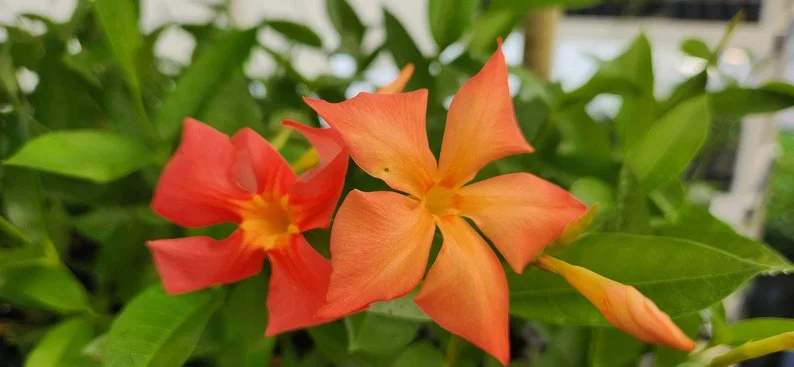 Orange Dipladenia Live Plant - 4 inch Nursery Pot - Outdoor Tropical Flower - Image 1