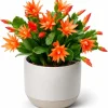 Orange Easter Cactus Live Plant – 4-8 Inch Tall Spring Houseplant - Image 1