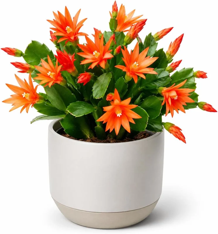 Orange Easter Cactus Live Plant – 4-8 Inch Tall Spring Houseplant - Image 1