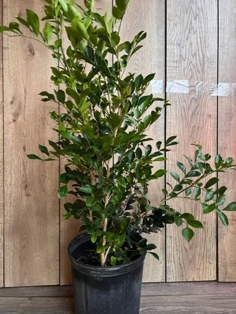 Orange Jasmine Live Plant, 10-inch Pot, Murraya paniculata, Fragrant Evergreen - Cannot ship to CA - Image 2