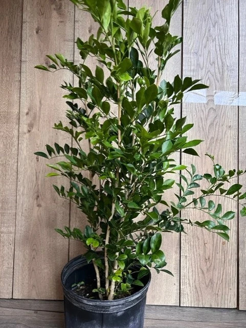 Orange Jasmine Live Plant, 10-inch Pot, Murraya paniculata, Fragrant Evergreen - Cannot ship to CA - Image 3
