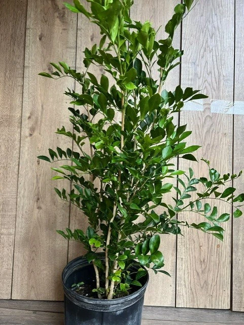 Orange Jasmine Live Plant, 10-inch Pot, Murraya paniculata, Fragrant Evergreen - Cannot ship to CA - Image 4
