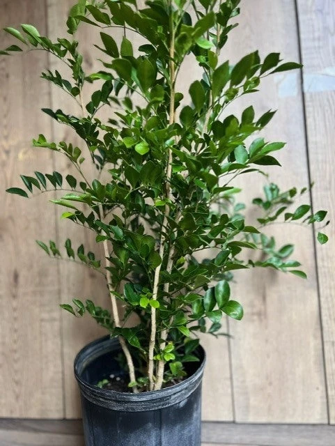 Orange Jasmine Live Plant, 10-inch Pot, Murraya paniculata, Fragrant Evergreen - Cannot ship to CA - Image 5