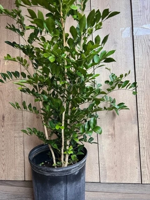 Orange Jasmine Live Plant, 10-inch Pot, Murraya paniculata, Fragrant Evergreen - Cannot ship to CA - Image 6