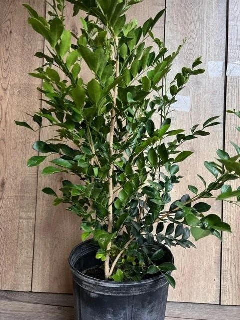 Orange Jasmine Live Plant, 10-inch Pot, Murraya paniculata, Fragrant Evergreen - Cannot ship to CA - Image 7