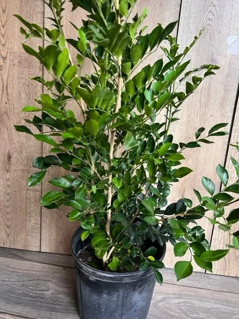 Orange Jasmine Live Plant, 10-inch Pot, Murraya paniculata, Fragrant Evergreen - Cannot ship to CA - Image 8