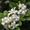 Orange Jasmine Live Plant, 10-inch Pot, Murraya paniculata, Fragrant Evergreen - Cannot ship to CA - Image 1