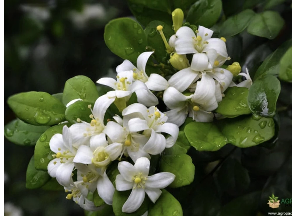 Orange Jasmine Live Plant, 10-inch Pot, Murraya paniculata, Fragrant Evergreen - Cannot ship to CA - Image 1