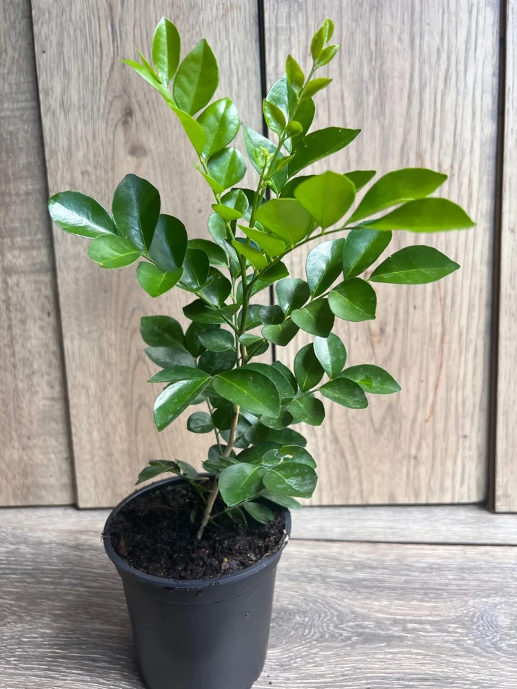 Orange Jasmine Live Plant – 4 inch Pot – Fragrant White Flowers – Tropical Shrub - Cannot ship to CA - Image 2