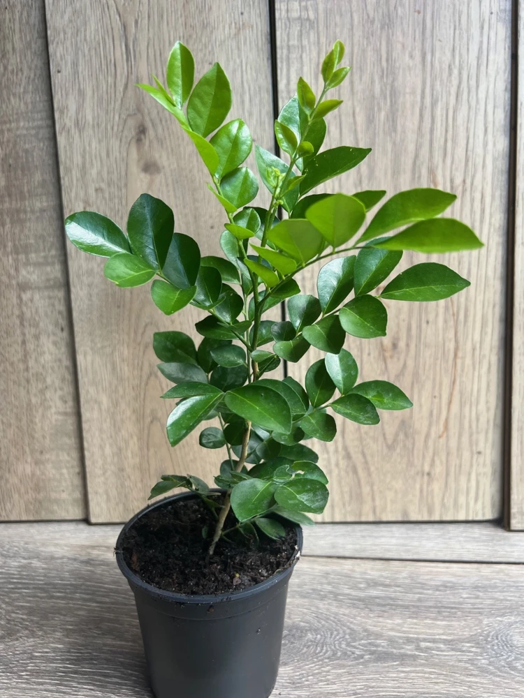 Orange Jasmine Live Plant – 4 inch Pot – Fragrant White Flowers – Tropical Shrub - Cannot ship to CA - Image 3