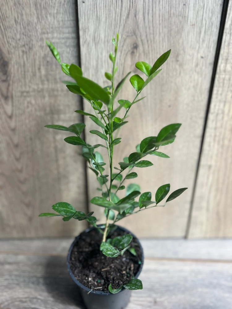 Orange Jasmine Live Plant – 4 inch Pot – Fragrant White Flowers – Tropical Shrub - Cannot ship to CA - Image 4