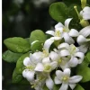 Orange Jasmine Live Plant – 4 inch Pot – Fragrant White Flowers – Tropical Shrub - Cannot ship to CA - Image 1