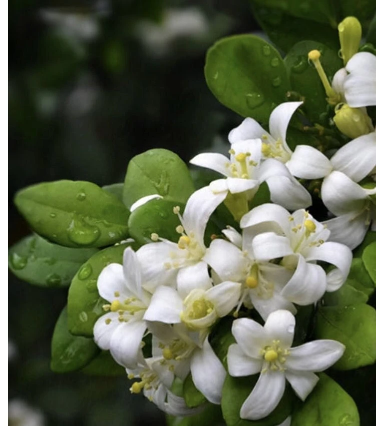 Orange Jasmine Live Plant – 4 inch Pot – Fragrant White Flowers – Tropical Shrub - Cannot ship to CA - Image 1