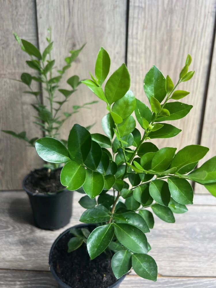 Orange Jasmine Live Plant – 4 inch Pot – Fragrant White Flowers – Tropical Shrub - Cannot ship to CA - Image 5