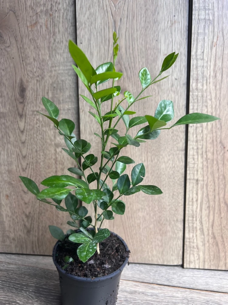 Orange Jasmine Live Plant – 4 inch Pot – Fragrant White Flowers – Tropical Shrub - Cannot ship to CA - Image 6