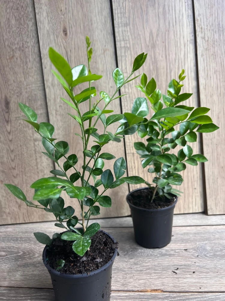 Orange Jasmine Live Plant – 4 inch Pot – Fragrant White Flowers – Tropical Shrub - Cannot ship to CA - Image 7