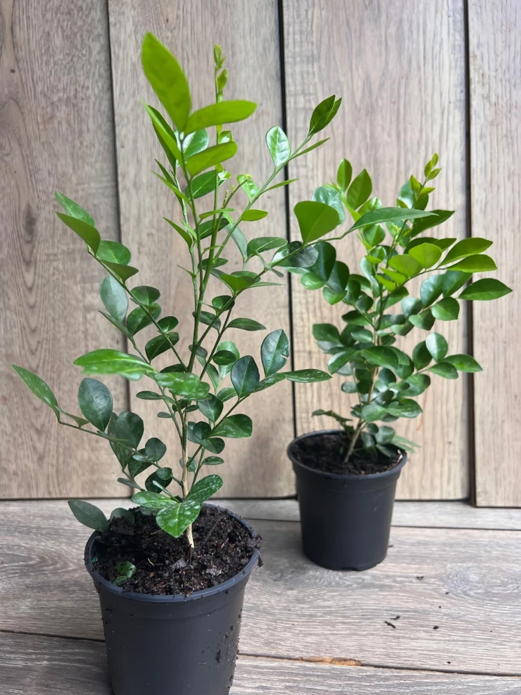 Orange Jasmine Live Plant – 4 inch Pot – Fragrant White Flowers – Tropical Shrub - Cannot ship to CA - Image 8