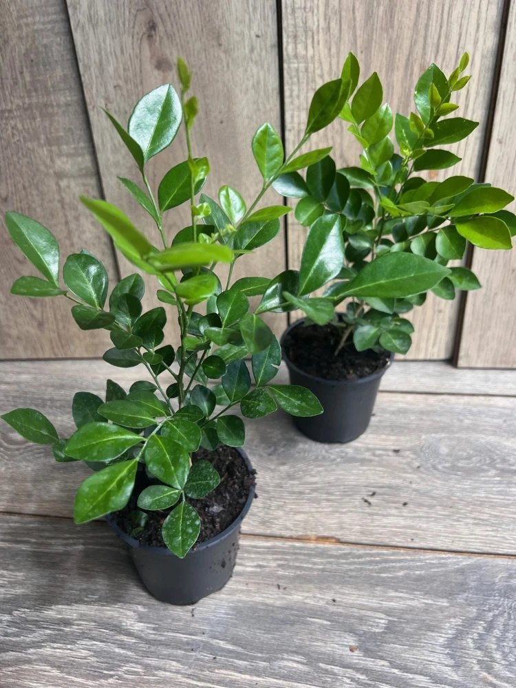 Orange Jasmine Live Plant – 4 inch Pot – Fragrant White Flowers – Tropical Shrub - Cannot ship to CA - Image 9