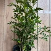 Orange Jasmine Live Plant - Murraya paniculata - 10 inch Pot - Fragrant Evergreen Shrub - Cannot ship to CA - Image 1