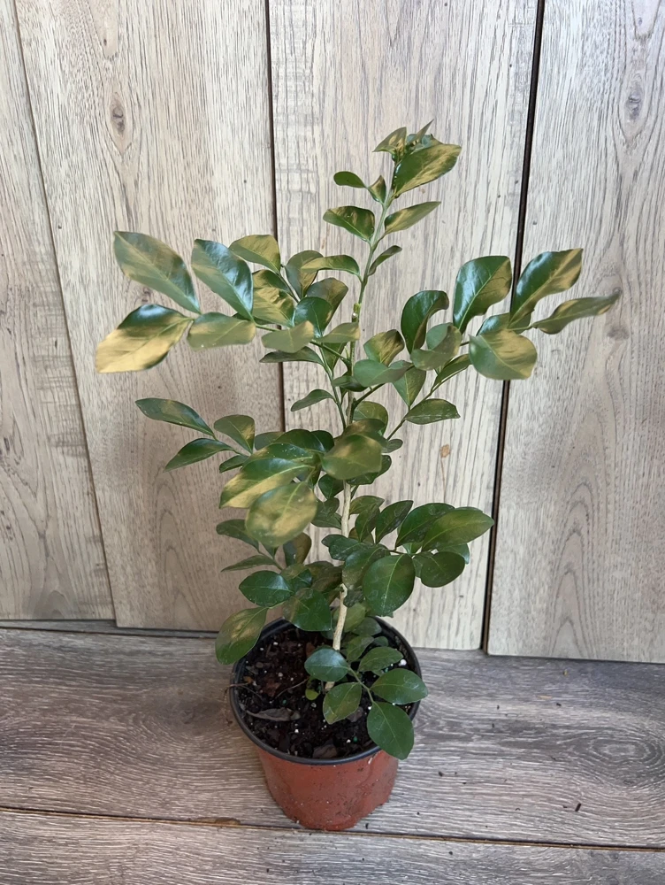 Orange Jasmine Live Plant – Murraya paniculata – 6 inch Pot – Fragrant Evergreen Shrub - Cannot ship to CA - Image 2