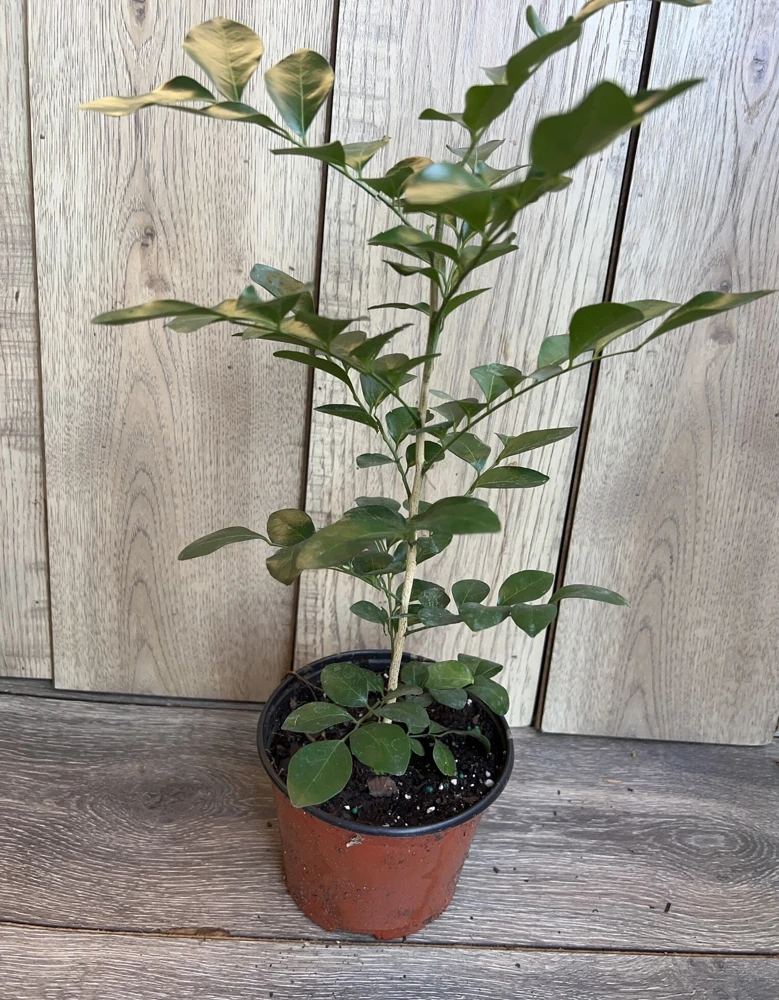 Orange Jasmine Live Plant – Murraya paniculata – 6 inch Pot – Fragrant Evergreen Shrub - Cannot ship to CA - Image 3