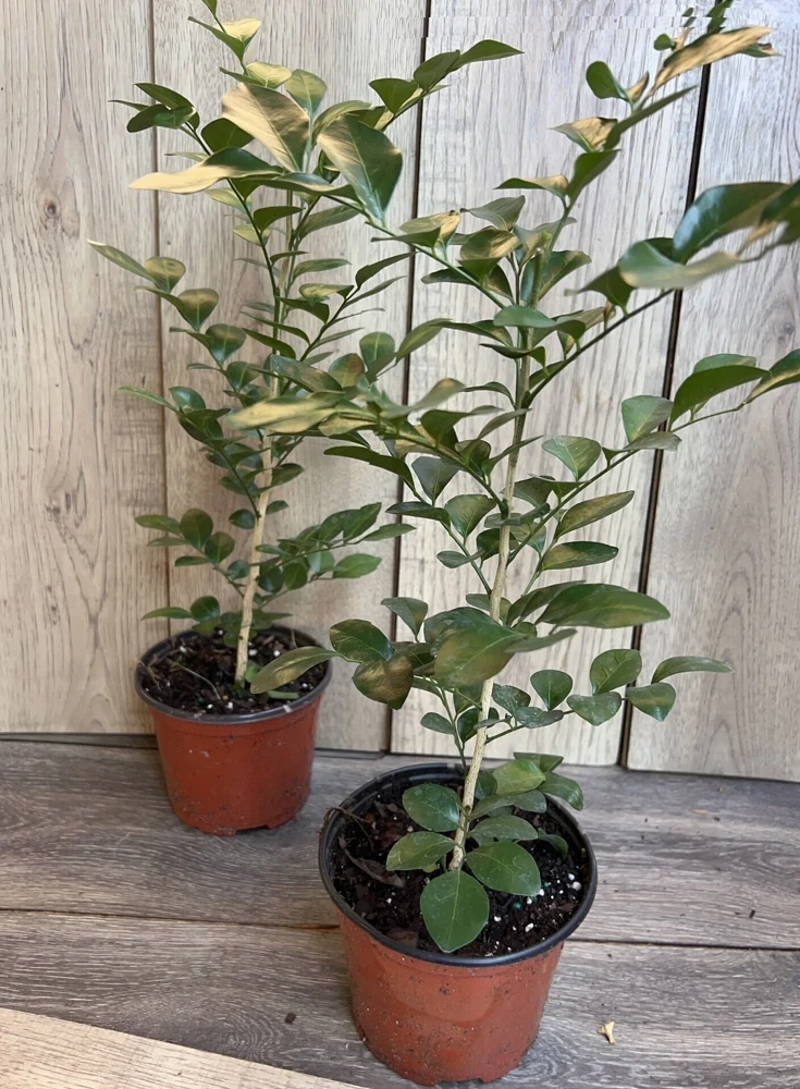 Orange Jasmine Live Plant – Murraya paniculata – 6 inch Pot – Fragrant Evergreen Shrub - Cannot ship to CA - Image 4