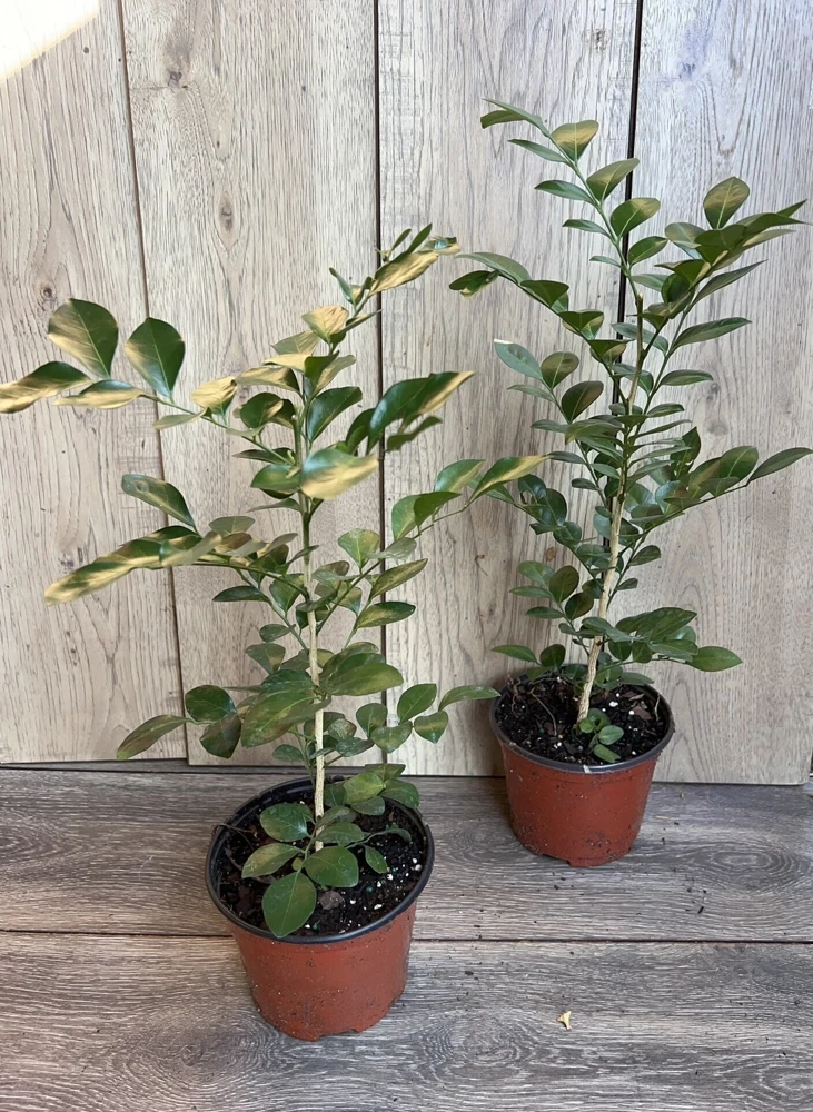 Orange Jasmine Live Plant – Murraya paniculata – 6 inch Pot – Fragrant Evergreen Shrub - Cannot ship to CA - Image 5