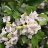 Orange Jasmine Live Plant – Murraya paniculata – 6 inch Pot – Fragrant Evergreen Shrub - Cannot ship to CA - Image 1