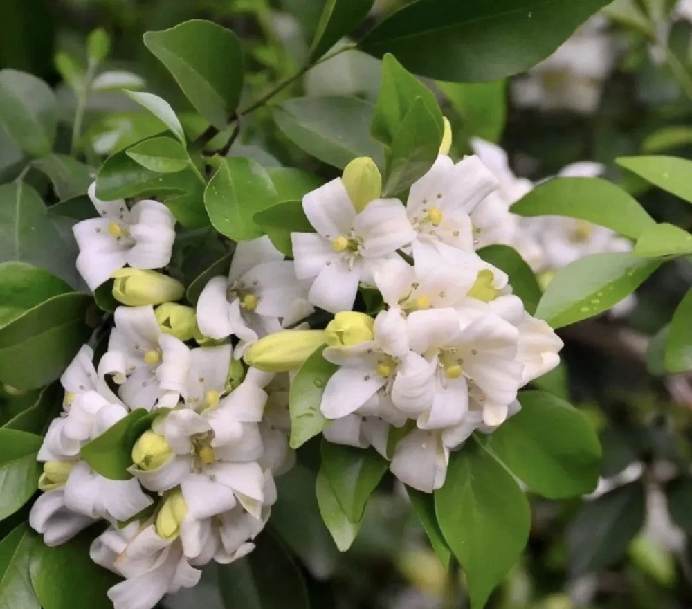 Orange Jasmine Live Plant – Murraya paniculata – 6 inch Pot – Fragrant Evergreen Shrub - Cannot ship to CA - Image 1
