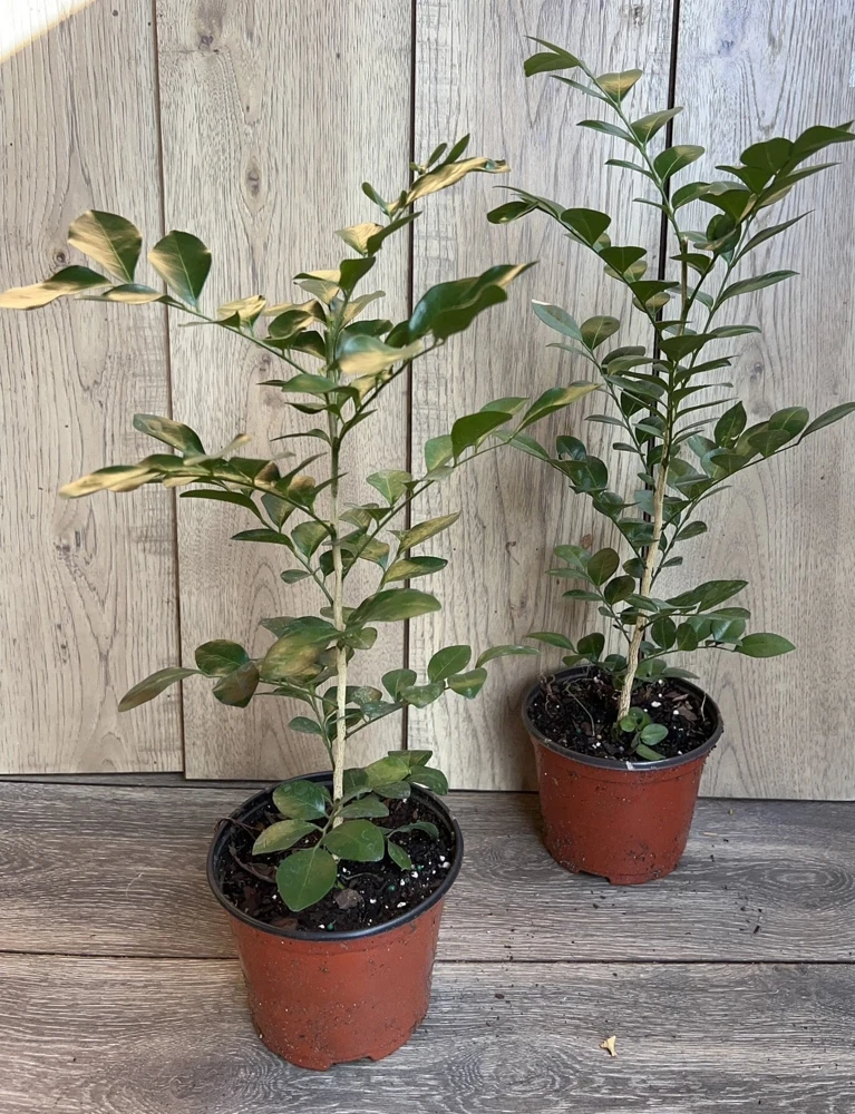 Orange Jasmine Live Plant – Murraya paniculata – 6 inch Pot – Fragrant Evergreen Shrub - Cannot ship to CA - Image 6