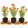 Orange Milkweed Live Plant 3 Pack, 4-7 Inches Tall, Asclepias Perennial - Image 1