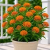 Orange Milkweed Live Plants Set of 2, Asclepias Tuberosa, 4-8 Inch Tall, Perennial - Image 1