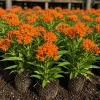Orange Milkweed Live Plants - Set of 4, Asclepias Tuberosa, 4-8 Inch Tall, Perennial Outdoor - Image 1