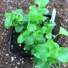 Orange Mint Live Plant - Mentha piperita citrata Herb - 4 Inch Pot - Culinary & Aromatic - Image 1