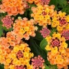 Orange Red Lantana Live Plant in 6" Pot - Tropical Flowering & Butterfly Garden Plant - Cannot ship to CA - Image 1