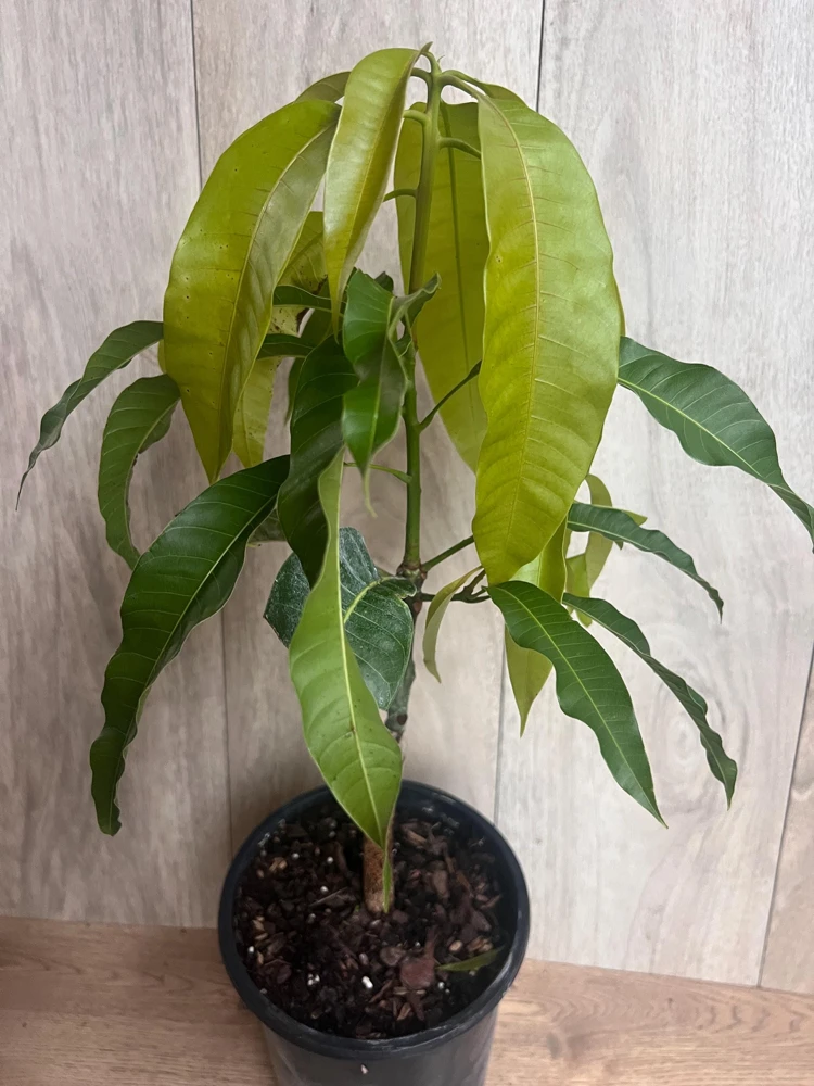 Orange Sherbet Mango Tree – Grafted Dwarf Live Plant – 1/2 Gallon Pot – Outdoor - Cannot ship to CA - Image 2