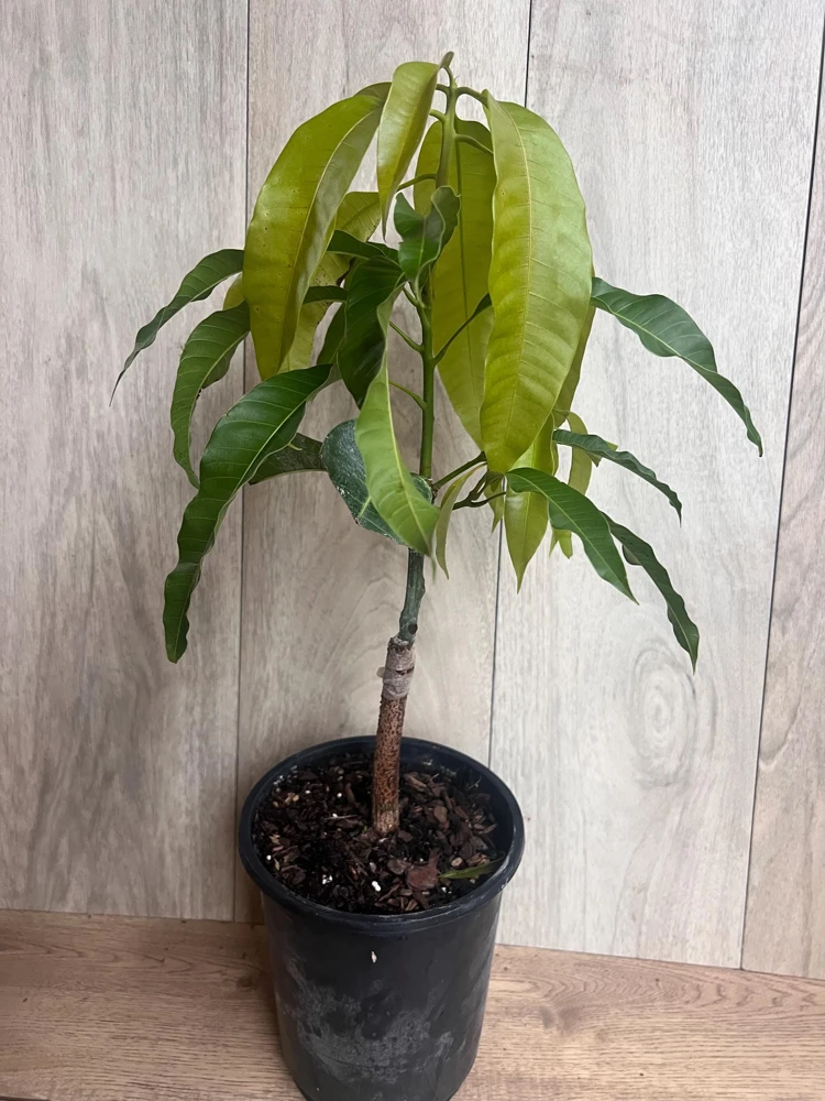 Orange Sherbet Mango Tree – Grafted Dwarf Live Plant – 1/2 Gallon Pot – Outdoor - Cannot ship to CA - Image 3