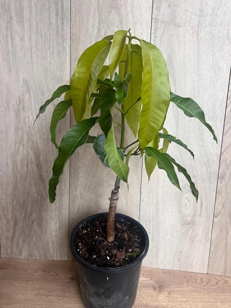 Orange Sherbet Mango Tree – Grafted Dwarf Live Plant – 1/2 Gallon Pot – Outdoor - Cannot ship to CA - Image 4