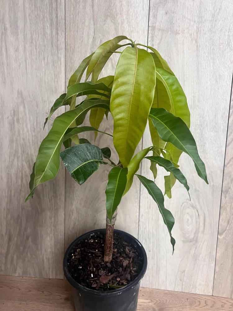 Orange Sherbet Mango Tree – Grafted Dwarf Live Plant – 1/2 Gallon Pot – Outdoor - Cannot ship to CA - Image 5