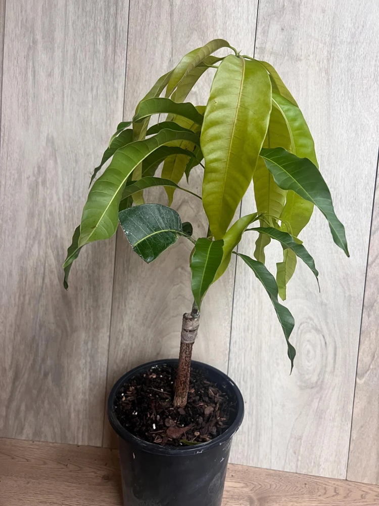 Orange Sherbet Mango Tree – Grafted Dwarf Live Plant – 1/2 Gallon Pot – Outdoor - Cannot ship to CA - Image 6