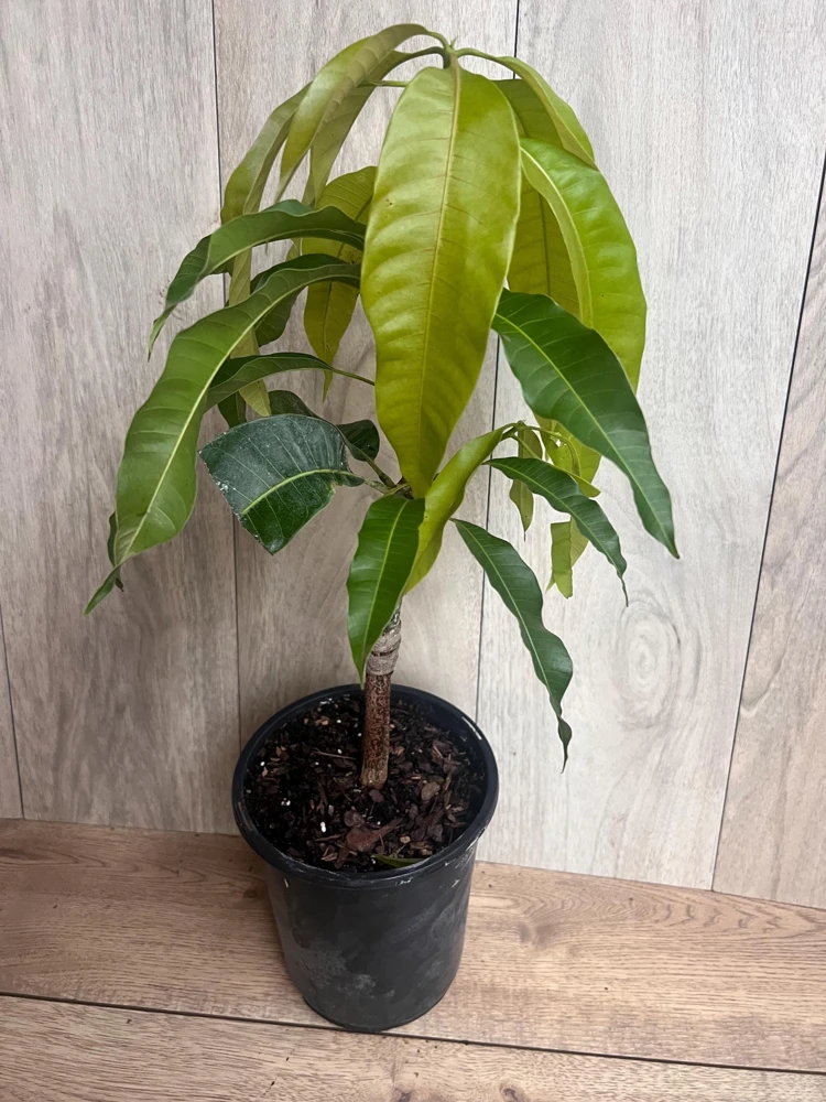 Orange Sherbet Mango Tree – Grafted Dwarf Live Plant – 1/2 Gallon Pot – Outdoor - Cannot ship to CA - Image 7