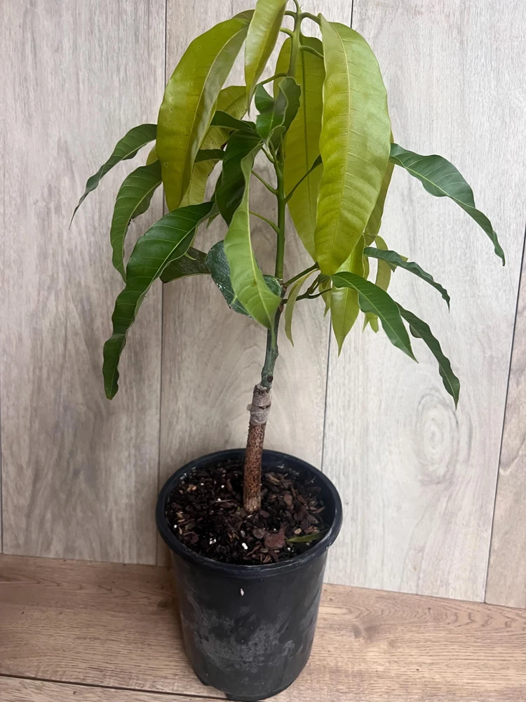 Orange Sherbet Mango Tree – Grafted Dwarf Live Plant – 1/2 Gallon Pot – Outdoor - Cannot ship to CA - Image 8